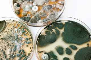 Mold Growing in a Petri Dish